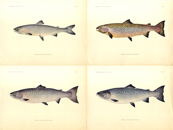 Beautiful Salmon Prints 