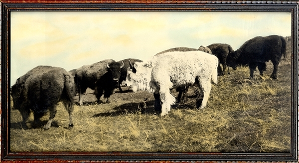 The National Bison Association Estimates That White Buffalo Only Occur in One Out of Every 10 Million Births. Noted Photographer L.A. Huffman Captures One On Camera