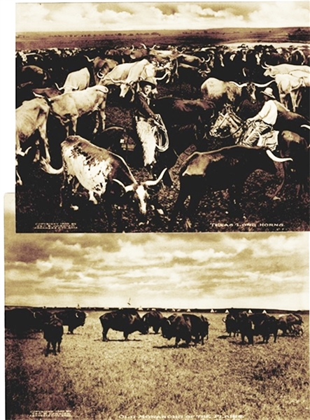 Wonderful Sepia Toned Western Images - Texas Longhorns
