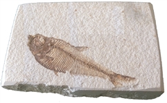 A deep, sharp Fish Fossil