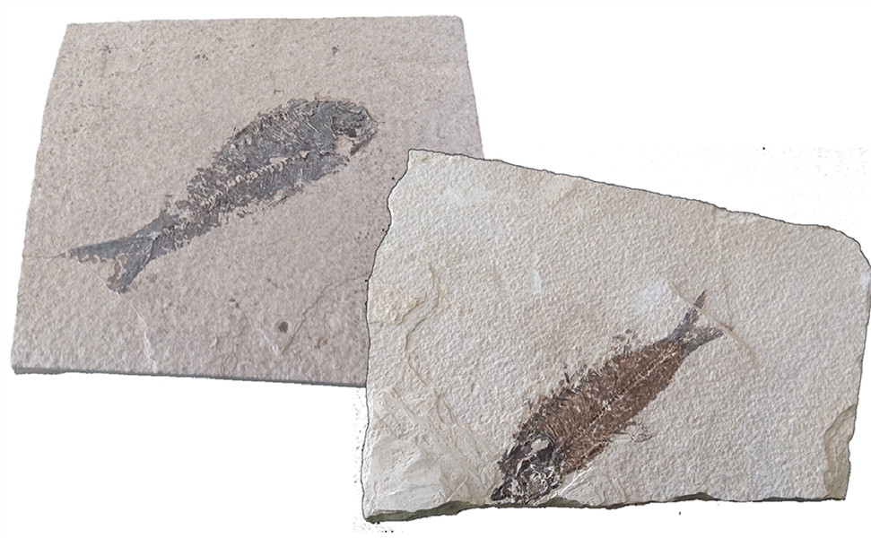 Two Large Fish Fossil
