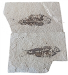 Another Pair of Fish Fossils