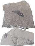 Unusual Pair of Fish Fossils
