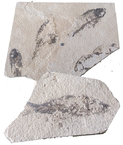 Another Unusual Pair of Fish Fossils